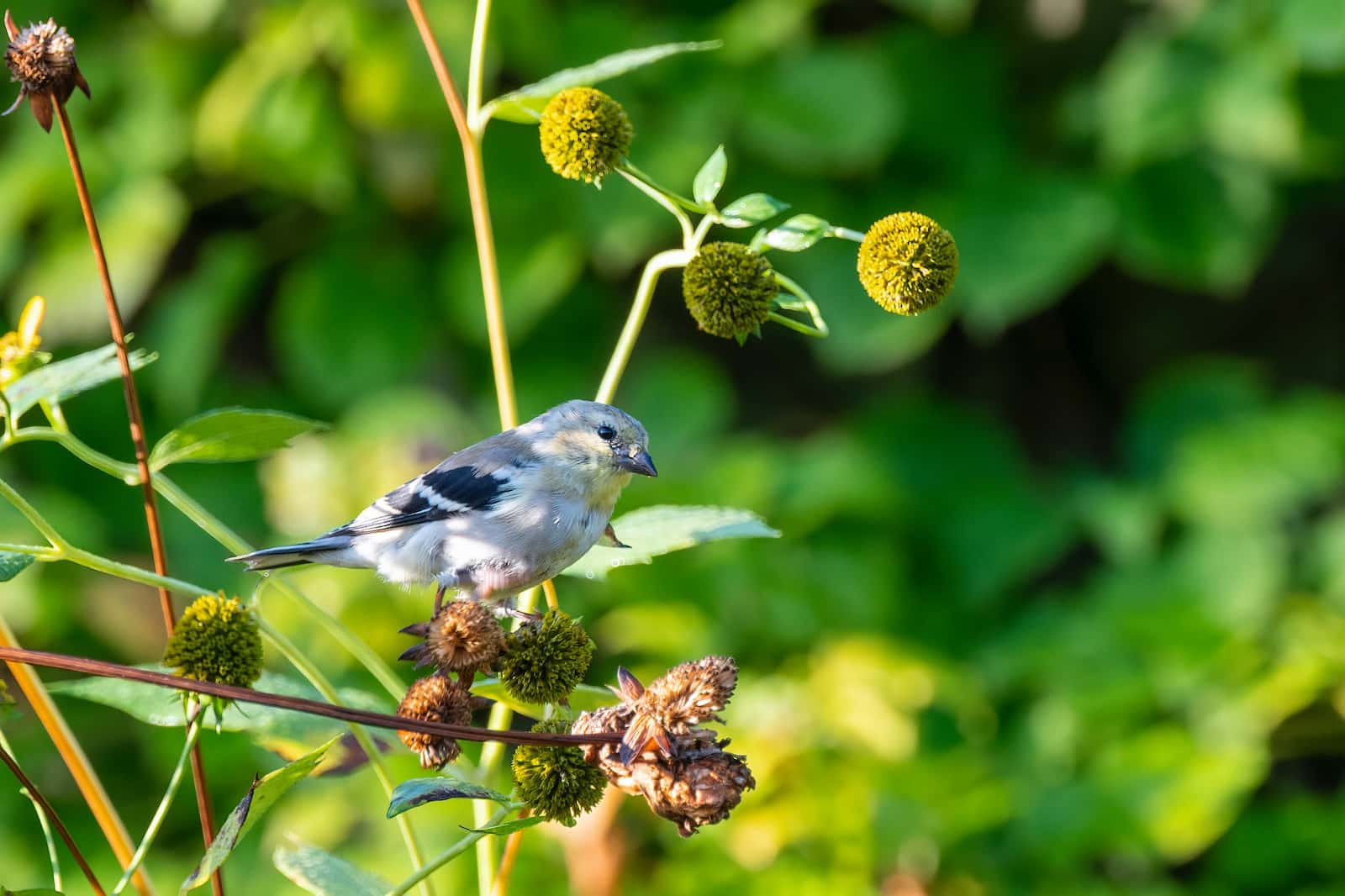 Welzhofer | Was einen vogelfreundlichen Garten ausmacht