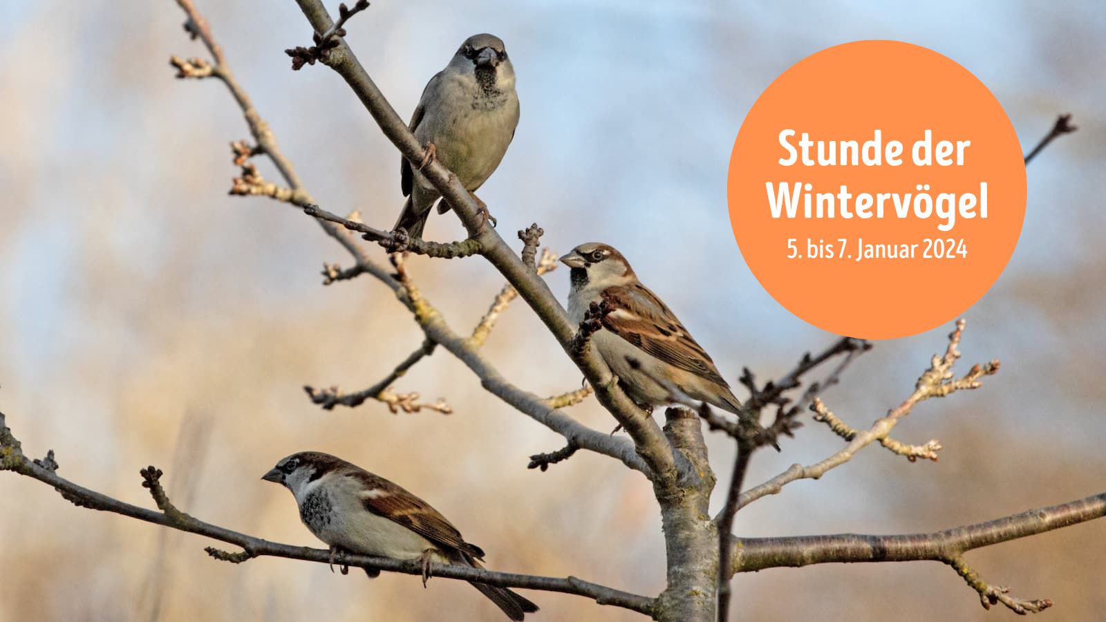 Information über die Stunde der Wintervögel 2024 und Foto von Haussperlingen auf kahlem Baum