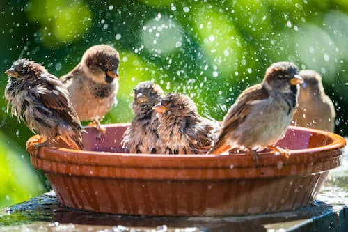 Haussperlinge nehmen ein Bad in der Vogeltränke