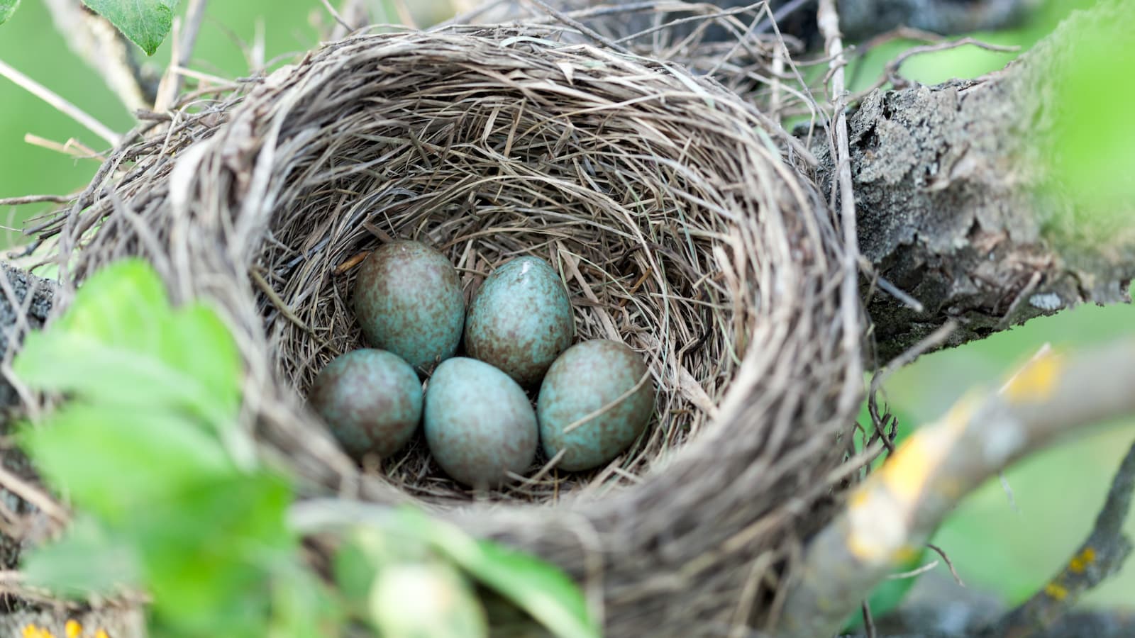 Wacholderdrossel-Nest mit Eiern